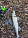 Изображение Плетеный шнур Shimano BB BRAID 150м 0.8PE Mantis Green
